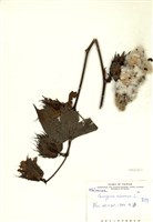 藏品(棉花)的圖片